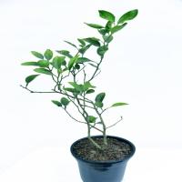 Kagzi Lemon Plant