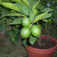 Kagzi Lemon Plant