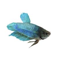 King Betta Fish, 5- 6cm height, vibrant beige color