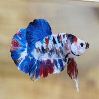 Koi Betta Fighting Fish, Easy care level, 4liter tank