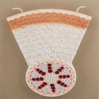 Laboratory Monocot Root