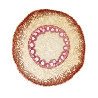 Laboratory Monocot Root