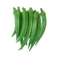 Excellent Quality Fresh Lady Finger Price Online Exporter