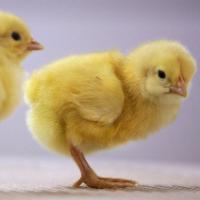 Live Male Chicks Image