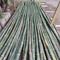 Long Bamboo Sticks, 99% moisture content, solid form