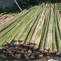 Long Bamboo Sticks, 99% moisture content, solid form
