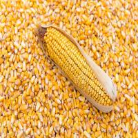 High Proteins Dry Corn Fresh Seeds Yellow Maize Supplier Image