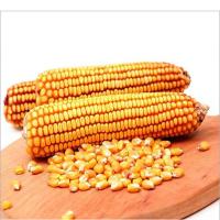 High Proteins Dry Corn Fresh Seeds Yellow Maize Supplier