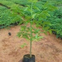 Malabar Neem Plants