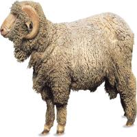 Male sheep