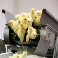 Male Yellow Hatching Chicks