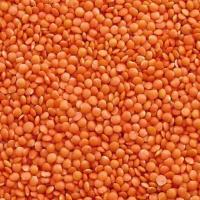 Chemical-Free Unpolished Organic Masoor Dal Benefits