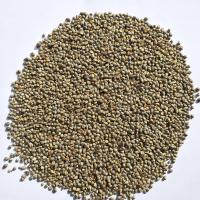 Natural Bajra Seed