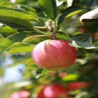 Natural Red Apple