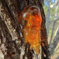 Natural Tree Resin
