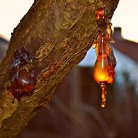 Natural Tree Resin