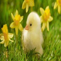 Newborn Yellow Chicks Image