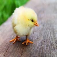Newborn Yellow Chicks