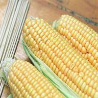 Normal Maize Cattle Feed