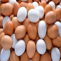 Nutritious Brown Poultry Egg Image