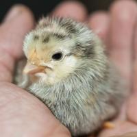 One Day Old Chicks