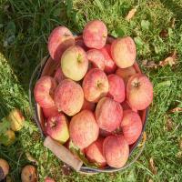 Organic Delicious Apple