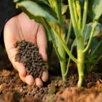 Organic Fertilizer Natural