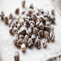 Organic Moringa Seed