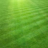 Outdoor Grass Turf Cricket Pitch, Light green clour