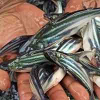 Pangasius Fish Seed