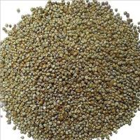 Pearl Millet Seeds Image