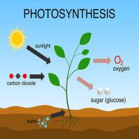 Photosynthesis Chart