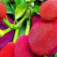 Pink Jack Fruit