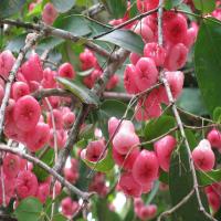 Pink Waterapple Plants