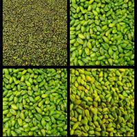 Pistachio Green Kernels