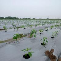 Plastic Mulching Film