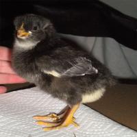 Plymouth Rock Chicks