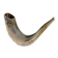 Polished Sheep Horn