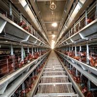 Poultry Battery Cages Image