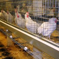 Poultry Battery Cages