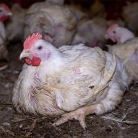 Poultry Broiler Chick