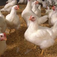 Poultry Chicken Chicks