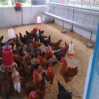 Poultry Farm Desi Chicks