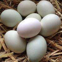 Poultry White Egg