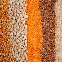 Premium Quality Pulses Different Types Highly Nutritious