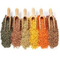 Premium Quality Pulses Different Types Highly Nutritious