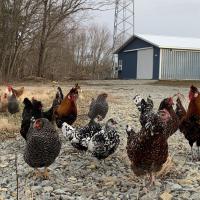 Rainbow Rooster Chicks