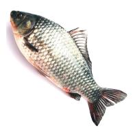 Raw Catla Fish
