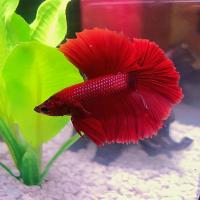 Red Betta Fighting Fish, Long skirt tail type