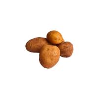 Round Fresh Potato Image